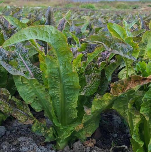 高原有机蔬菜系列丨去叶切头西芹/娃娃菜/土豆/洋葱/羽衣甘蓝/紫甘蓝，放心菜，新鲜到家，⭐️顺丰陆运 商品图10