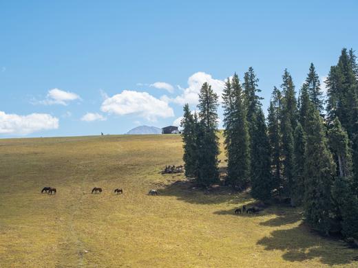 伊犁秋时 | 新疆草原秋色 赛里木湖 越野轻旅拍小团 8日 商品图12