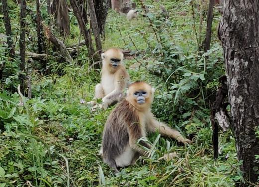 “十一”湖北活动 | 研学神农架，探寻野人踪迹， 勘察地质奇观，邂逅美丽川金丝猴 商品图1