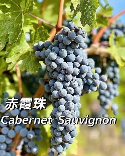 双12秒杀！《牛十二》特别定制版！澳洲原装红五星级干红葡萄酒《特斯纳须尽欢赤霞珠2017》 商品图3