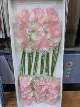 红掌菲斯帝诺24支