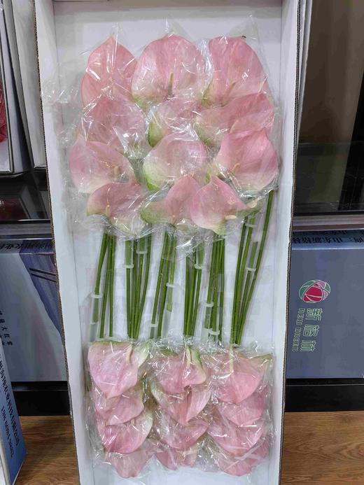 红掌菲斯帝诺24支 商品图0