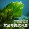 【调味】鳕鱼猪肉海苔拌饭碎45g 商品缩略图4