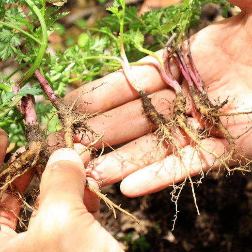西藏林芝野生小当归，分布在海拔3800米以上的灌木从林的里，多年生的草本植物！一年采挖期只有一个多月 产量少  采挖难度堪比虫草 商品图11