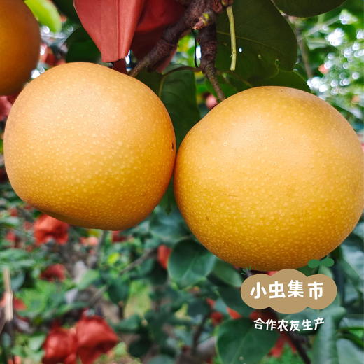 【标果每箱赠送一袋100克秋梨膏】小空山有机秋月梨 | 合作农友生产，产自河南南召，生产者：李鹏 *【公平贸易农人定价】 商品图13