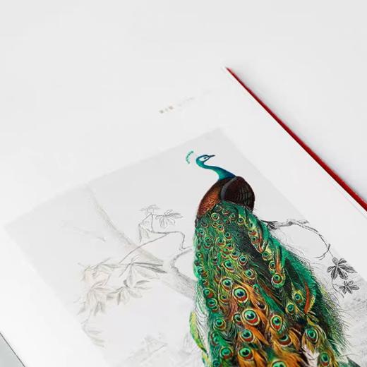 【独家旧书3折】达尔文传 二手书籍  （新疆 西藏 甘肃 青海 海南不发货）bj 商品图2