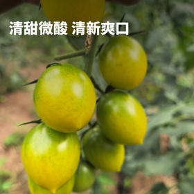 一口一颗 爆汁清甜 | 生态种植西昌小番茄/小西红柿 青霞/香芒皇后 2.8斤精品礼盒装