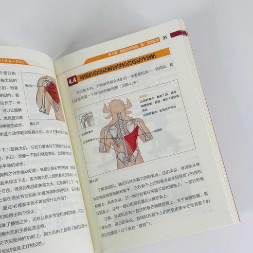 健身书籍 写给健身者的运动解剖学 精编口袋版 仰望尾迹云 健身百科全书训练计划 健身训练书籍 商品图3