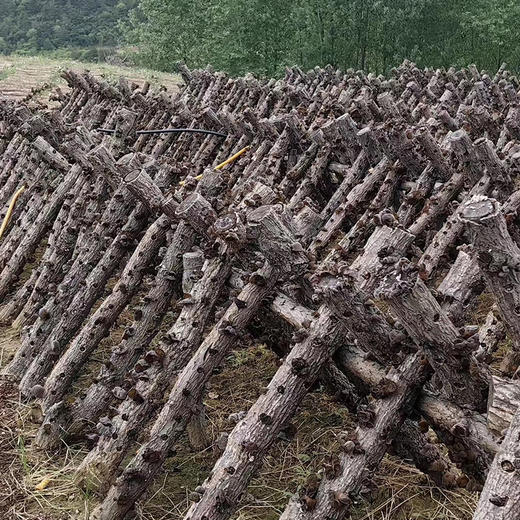 房县黑木耳（礼盒）400g  地理标志保护产品 朵大无根 肉质肥厚 商品图5