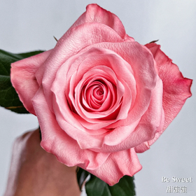 瓜多尔进口花材be sweet 甜蜜蜜玫瑰花