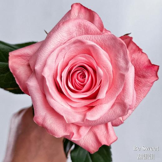 瓜多尔进口花材be sweet 甜蜜蜜玫瑰花 商品图0