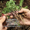 西藏林芝野生小当归，分布在海拔3800米以上的灌木从林的里，多年生的草本植物！一年采挖期只有一个多月 产量少  采挖难度堪比虫草 商品缩略图0