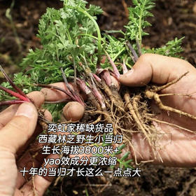 西藏林芝野生小当归，分布在海拔3800米以上的灌木从林的里，多年生的草本植物！一年采挖期只有一个多月 产量少  采挖难度堪比虫草