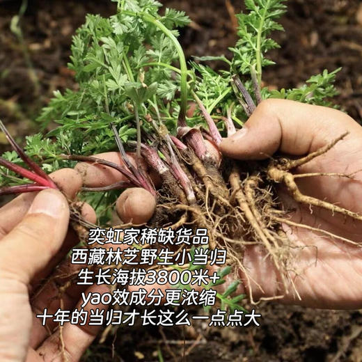 西藏林芝野生小当归，分布在海拔3800米以上的灌木从林的里，多年生的草本植物！一年采挖期只有一个多月 产量少  采挖难度堪比虫草 商品图0