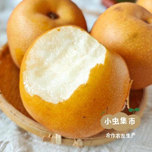 【标果每箱赠送一袋100克秋梨膏】小空山有机秋月梨 | 合作农友生产，产自河南南召，生产者：李鹏 *【公平贸易农人定价】 商品图3