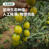 一口一颗 爆汁清甜 | 生态种植西昌小番茄/小西红柿 青霞/香芒皇后 2.8斤精品礼盒装 商品缩略图1