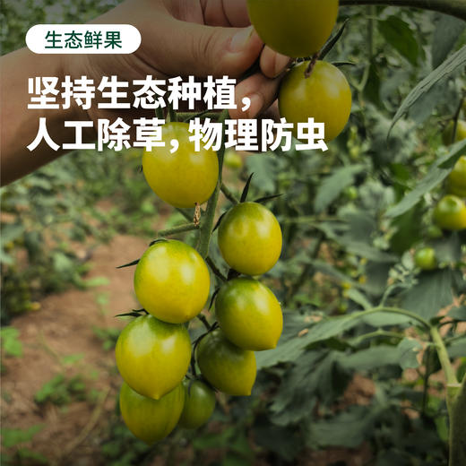 一口一颗 爆汁清甜 | 生态种植西昌小番茄/小西红柿 青霞/香芒皇后 2.8斤精品礼盒装 商品图1