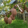 生态奇异果 （猕猴桃）| 合作生产 | 基地直发* kiwi fruit 商品缩略图3