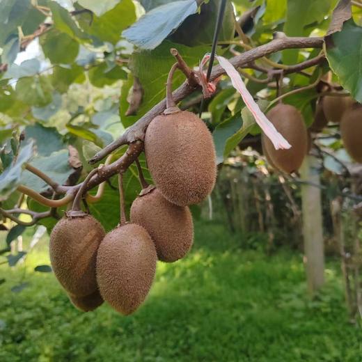 生态奇异果 （猕猴桃）| 合作生产 | 基地直发* kiwi fruit 商品图3