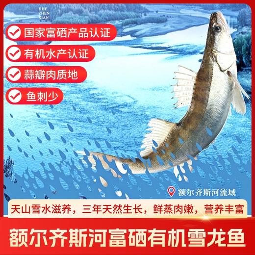新疆额尔齐斯河富硒有机雪龙鱼 冰川冷水鱼 纯净无污染 肉质鲜美 三年生长 商品图0