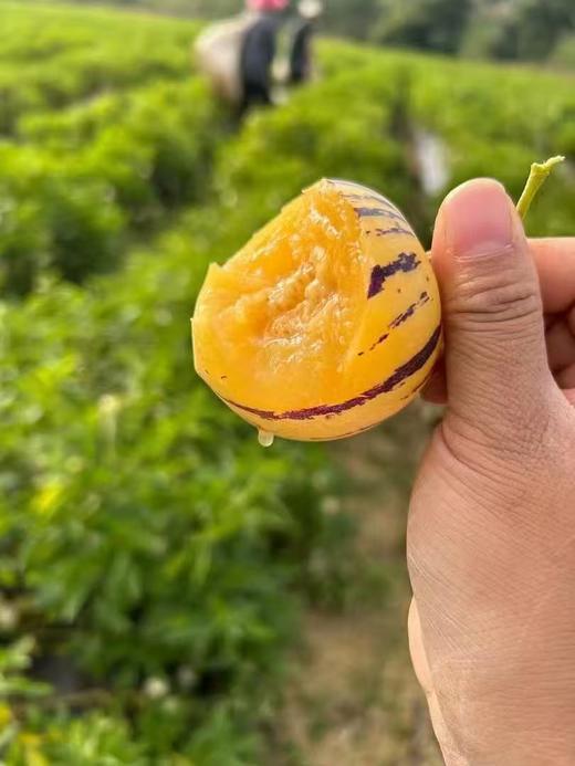 云南 • 石林风化石人参果5斤 饱满肥嫩 果汁清甜 低糖 低脂肪 爆汁清甜 商品图8