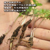 西藏林芝野生小当归，分布在海拔3800米以上的灌木从林的里，多年生的草本植物！一年采挖期只有一个多月 产量少  采挖难度堪比虫草 商品缩略图13