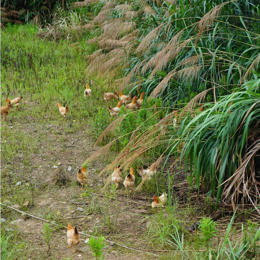 【闹妈】海岛原生态山地放养草鸡不同月龄/现拍现杀/包邮江浙沪皖 商品图1