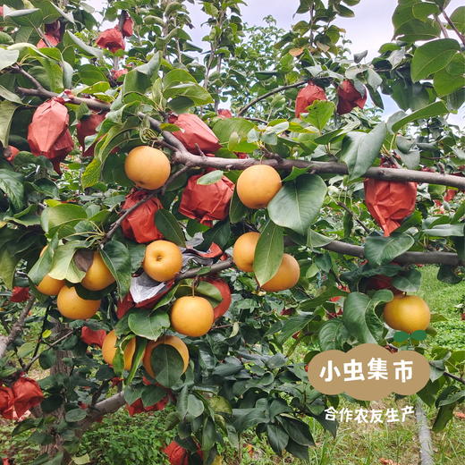 【标果每箱赠送一袋100克秋梨膏】小空山有机秋月梨 | 合作农友生产，产自河南南召，生产者：李鹏 *【公平贸易农人定价】 商品图6
