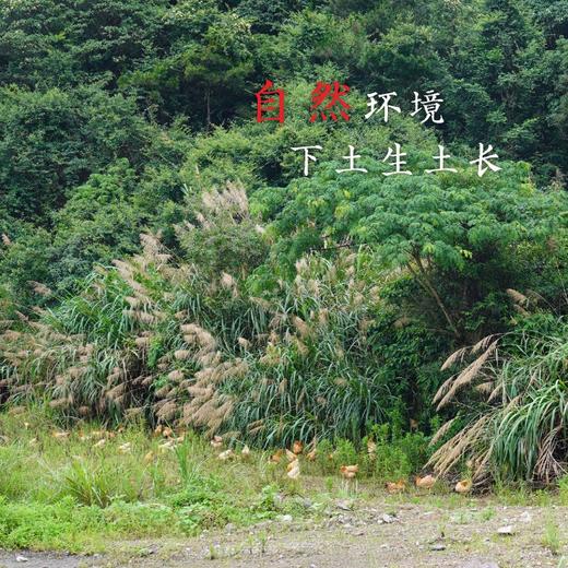 【闹妈】海岛原生态山地放养草鸡不同月龄/现拍现杀/包邮江浙沪皖 商品图3