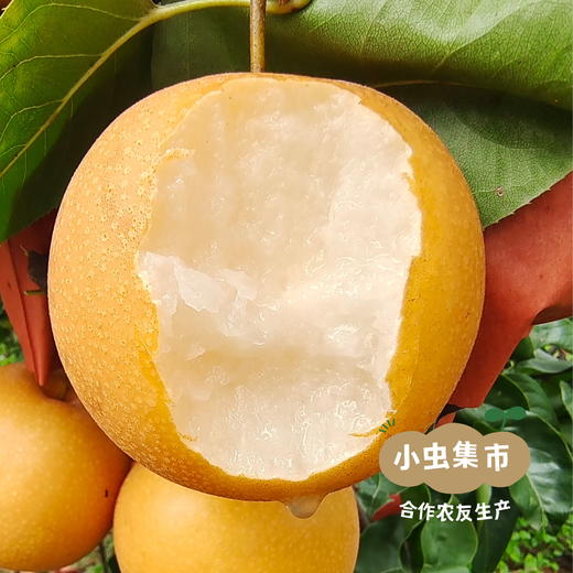 【标果每箱赠送一袋100克秋梨膏】小空山有机秋月梨 | 合作农友生产，产自河南南召，生产者：李鹏 *【公平贸易农人定价】 商品图10