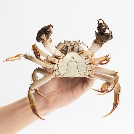 【蟹太太红金蟹卡】高档精挑蟹，个个满膏，礼盒精美高级。【中秋节专场】 商品图3