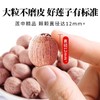 在菌屋 精选去芯大颗粒红皮莲子450g/罐 单颗直径12mm+ 手工去芯不磨皮 商品缩略图3
