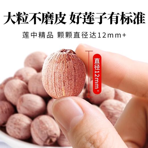 在菌屋 精选去芯大颗粒红皮莲子450g/罐 单颗直径12mm+ 手工去芯不磨皮 商品图3