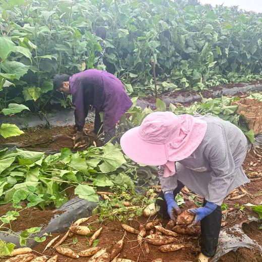 【雪莲果】果肉晶莹剔透汁水丰沛含水量高（85%以上）营养丰富 商品图3