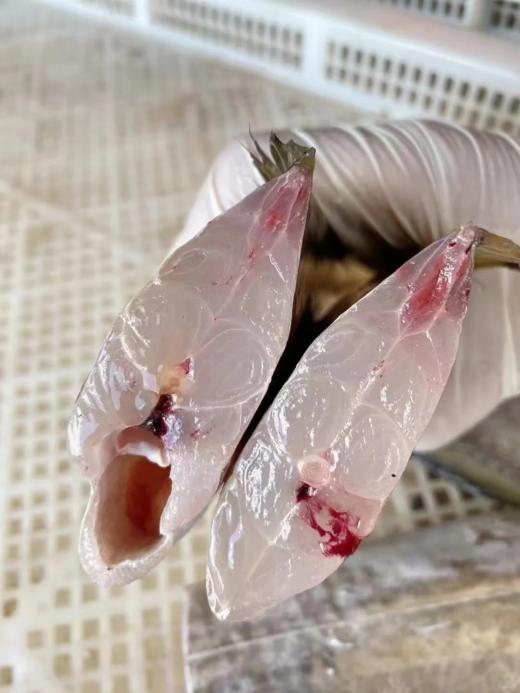 & 海钓青张大带鱼🐟宽厚肥美，肉质特别细嫩，清蒸，干煎，红烧都好吃😋 商品图7