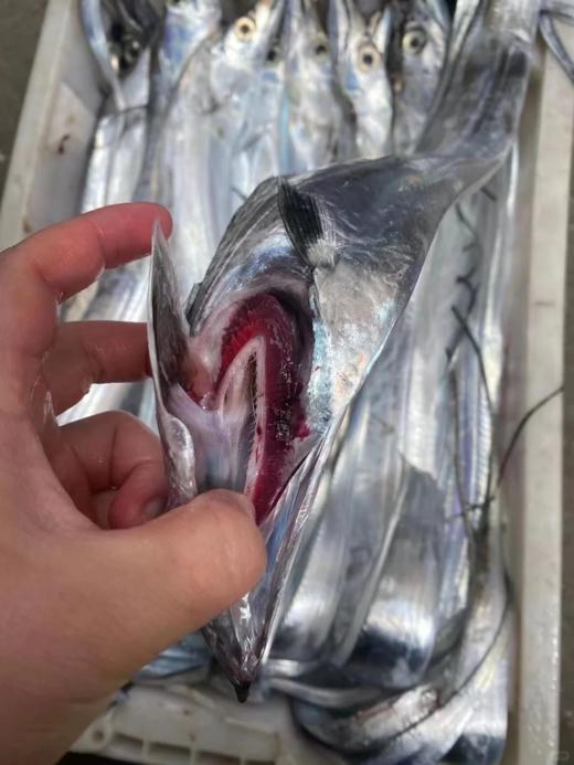 【LK】海钓大带鱼  人气销量海鱼王，送礼，自吃都可【活冻】 商品图2