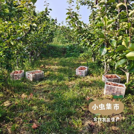 【标果每箱赠送一袋100克秋梨膏】小空山有机秋月梨 | 合作农友生产，产自河南南召，生产者：李鹏 *【公平贸易农人定价】 商品图9