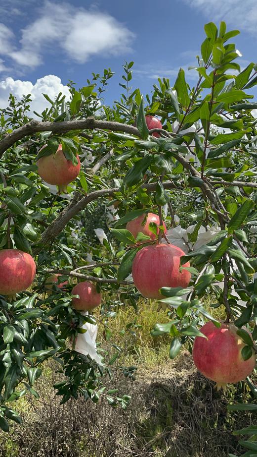 四川会理软籽石榴 商品图2