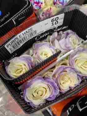 厄瓜多尔进口鲜花Purple Haze 紫色烟雾玫瑰花10支新品