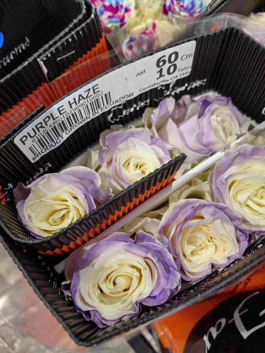 厄瓜多尔进口鲜花Purple Haze 紫色烟雾玫瑰花10支新品 商品图0