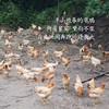 【闹妈】海岛原生态山地放养草鸡不同月龄/现拍现杀/包邮江浙沪皖 商品缩略图2