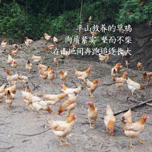 【闹妈】海岛原生态山地放养草鸡不同月龄/现拍现杀/包邮江浙沪皖 商品图2