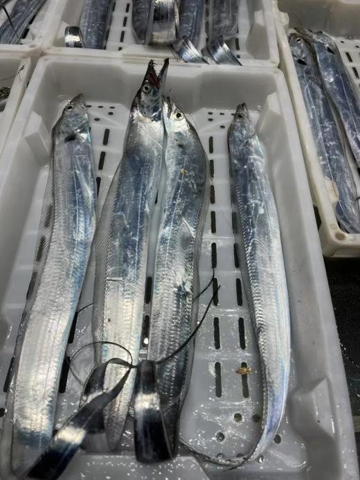 & 海钓青张大带鱼🐟宽厚肥美，肉质特别细嫩，清蒸，干煎，红烧都好吃😋 商品图1