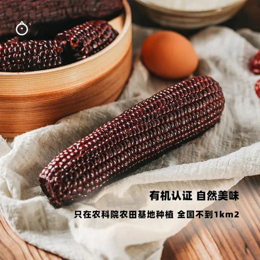 企鹅市集|山西农科院有机花青甜黑糯玉米10根装 乌粒金花青素 香甜软糯 商品图3