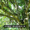 【掌柜私藏—茶王树】有钱难买的稀缺高货十年陈茶王树古树茶掌柜个人私藏产品量少稀珍拍5发6拍20发25 商品缩略图6