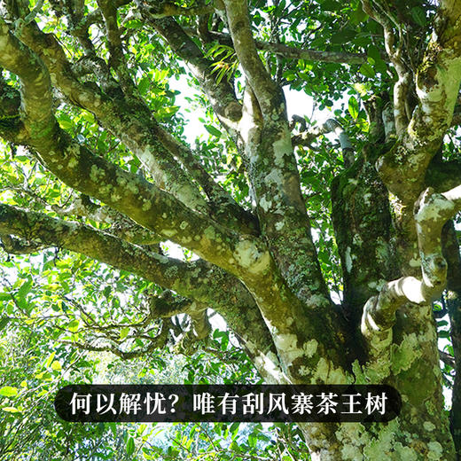 【掌柜私藏—茶王树】有钱难买的稀缺高货十年陈茶王树古树茶掌柜个人私藏产品量少稀珍拍5发6拍20发25 商品图6