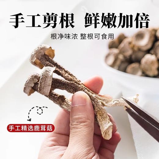 在菌屋 特级鹿茸菇200g/罐 头茬嫩菇 口感脆嫩爽滑 干度足易保存 商品图3