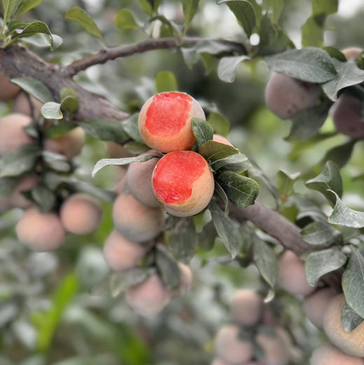 【中秋好礼】石家庄优选仓库速达  新疆杏李.恐龙蛋，玫瑰色的果子，果肉饱满多汁，风味独特， 净重3斤/15枚礼盒 商品图5