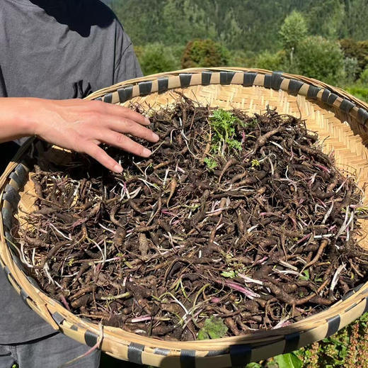 西藏林芝野生小当归，分布在海拔3800米以上的灌木从林的里，多年生的草本植物！一年采挖期只有一个多月 产量少  采挖难度堪比虫草 商品图14