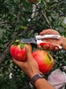 突尼斯软籽红石榴5斤/8斤 可以喝的“雅诗兰黛” 不吐籽 香甜多汁 红色璀璨如宝石 颗颗饱满 老少皆宜 商品缩略图7